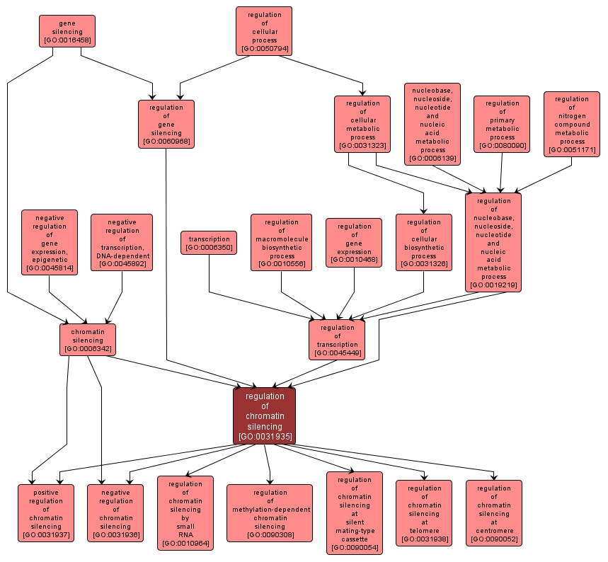 GO:0031935 - regulation of chromatin silencing (interactive image map)