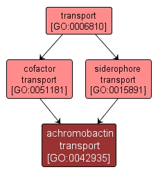 GO:0042935 - achromobactin transport (interactive image map)
