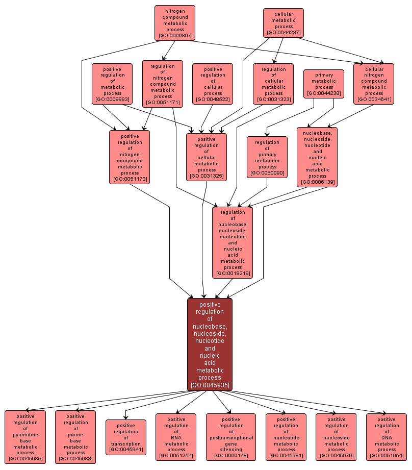 GO:0045935 - positive regulation of nucleobase, nucleoside, nucleotide and nucleic acid metabolic process (interactive image map)