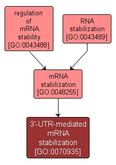 GO:0070935 - 3'-UTR-mediated mRNA stabilization (interactive image map)
