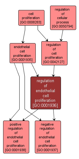 GO:0001936 - regulation of endothelial cell proliferation (interactive image map)