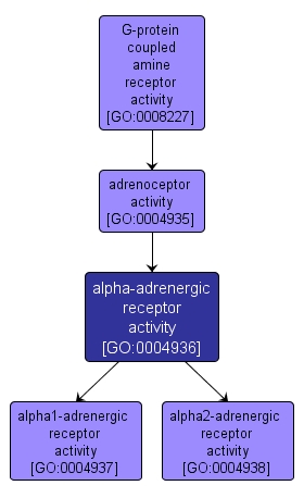 GO:0004936 - alpha-adrenergic receptor activity (interactive image map)