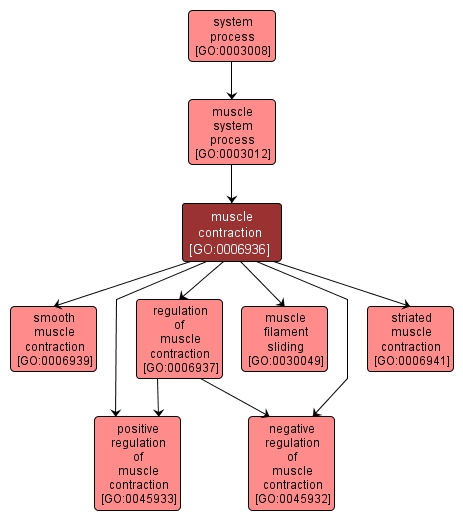 GO:0006936 - muscle contraction (interactive image map)