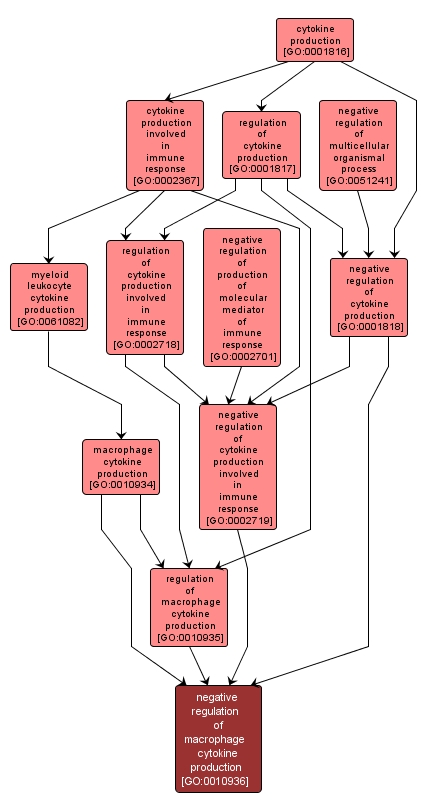 GO:0010936 - negative regulation of macrophage cytokine production (interactive image map)