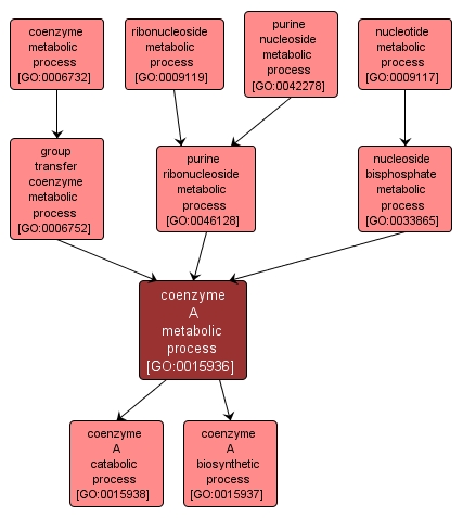 GO:0015936 - coenzyme A metabolic process (interactive image map)