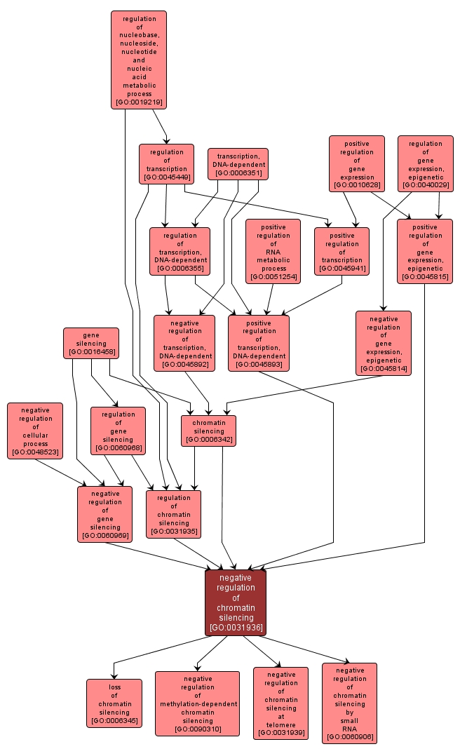 GO:0031936 - negative regulation of chromatin silencing (interactive image map)