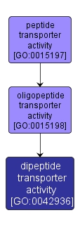 GO:0042936 - dipeptide transporter activity (interactive image map)