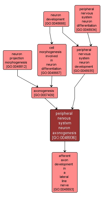 GO:0048936 - peripheral nervous system neuron axonogenesis (interactive image map)