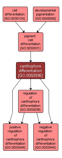 GO:0050936 - xanthophore differentiation (interactive image map)