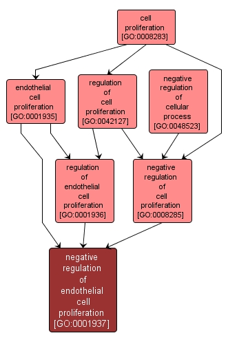 GO:0001937 - negative regulation of endothelial cell proliferation (interactive image map)