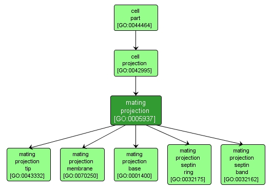 GO:0005937 - mating projection (interactive image map)