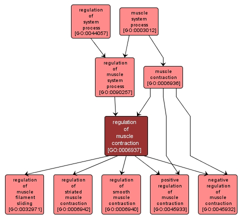 GO:0006937 - regulation of muscle contraction (interactive image map)