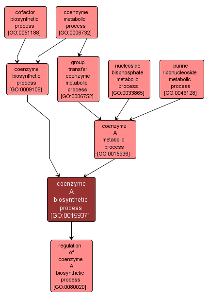 GO:0015937 - coenzyme A biosynthetic process (interactive image map)