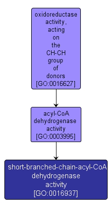 GO:0016937 - short-branched-chain-acyl-CoA dehydrogenase activity (interactive image map)
