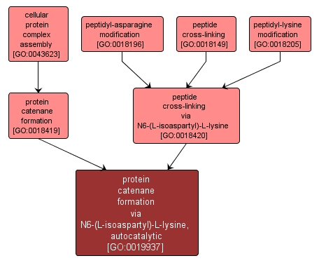 GO:0019937 - protein catenane formation via N6-(L-isoaspartyl)-L-lysine, autocatalytic (interactive image map)