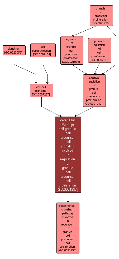 GO:0021937 - cerebellar Purkinje cell-granule cell precursor cell signaling involved in regulation of granule cell precursor cell proliferation (interactive image map)