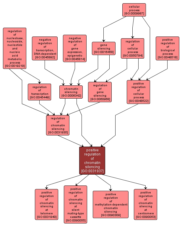 GO:0031937 - positive regulation of chromatin silencing (interactive image map)