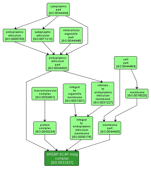 GO:0032937 - SREBP-SCAP-Insig complex (interactive image map)