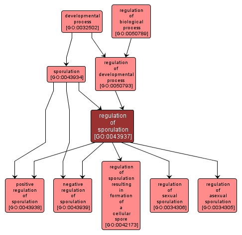 GO:0043937 - regulation of sporulation (interactive image map)