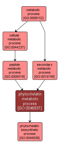 GO:0046937 - phytochelatin metabolic process (interactive image map)