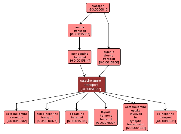 GO:0051937 - catecholamine transport (interactive image map)