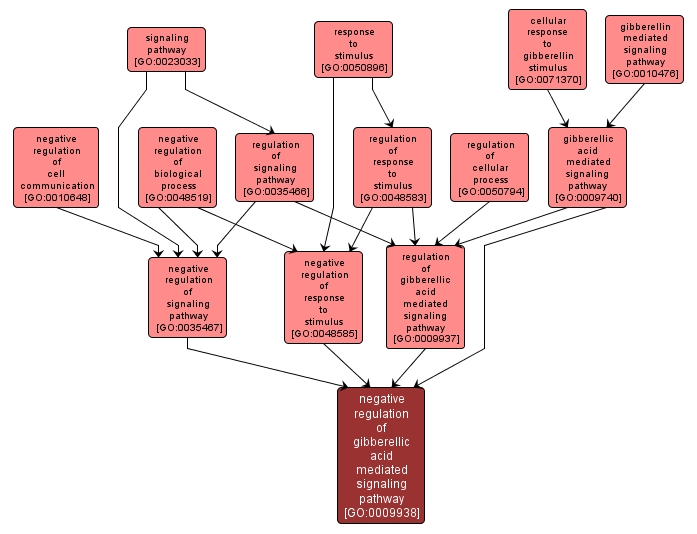 GO:0009938 - negative regulation of gibberellic acid mediated signaling pathway (interactive image map)