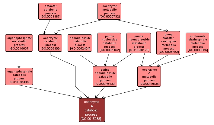 GO:0015938 - coenzyme A catabolic process (interactive image map)