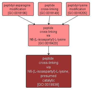 GO:0019938 - peptide cross-linking via N6-(L-isoaspartyl)-L-lysine, presumed catalytic (interactive image map)