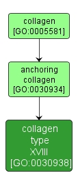 GO:0030938 - collagen type XVIII (interactive image map)