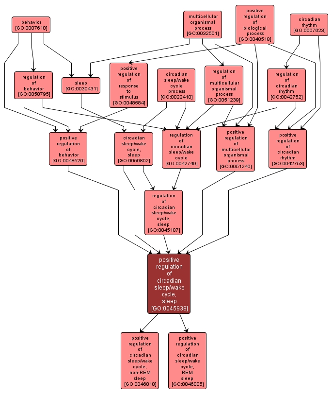 GO:0045938 - positive regulation of circadian sleep/wake cycle, sleep (interactive image map)