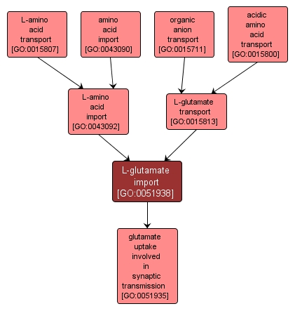 GO:0051938 - L-glutamate import (interactive image map)