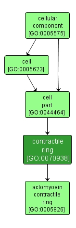 GO:0070938 - contractile ring (interactive image map)