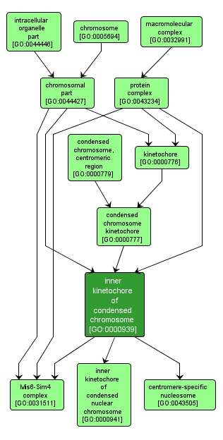 GO:0000939 - inner kinetochore of condensed chromosome (interactive image map)