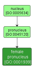 GO:0001939 - female pronucleus (interactive image map)