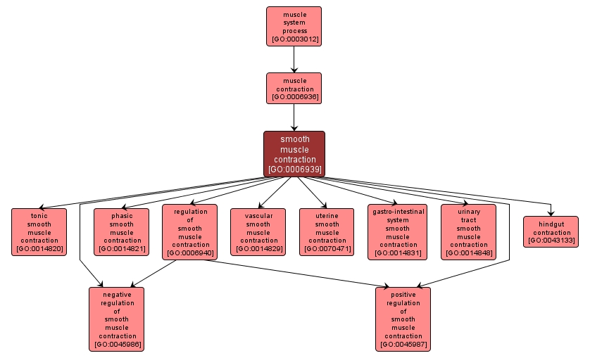 GO:0006939 - smooth muscle contraction (interactive image map)