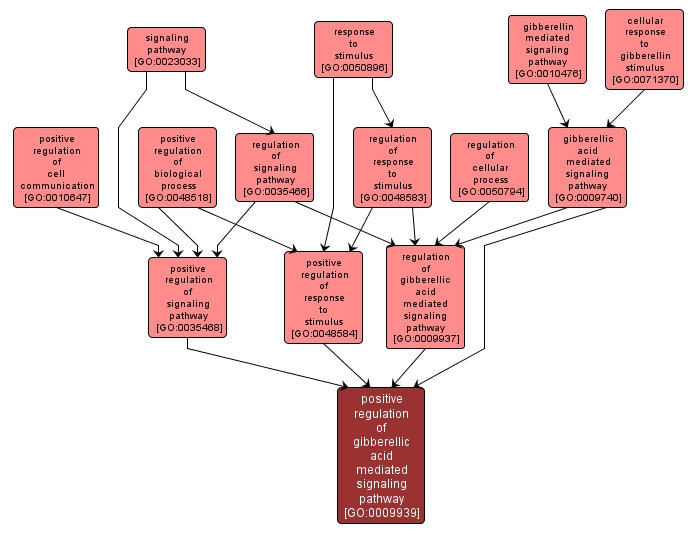 GO:0009939 - positive regulation of gibberellic acid mediated signaling pathway (interactive image map)