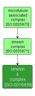 GO:0016939 - kinesin II complex (interactive image map)