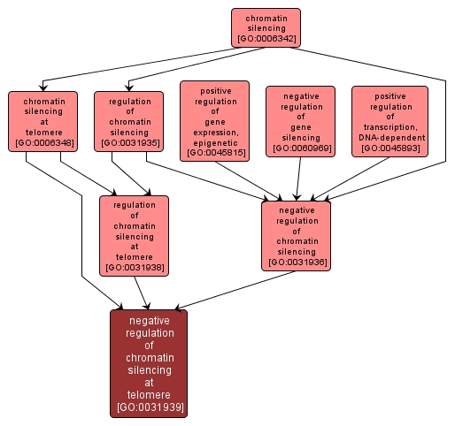 GO:0031939 - negative regulation of chromatin silencing at telomere (interactive image map)