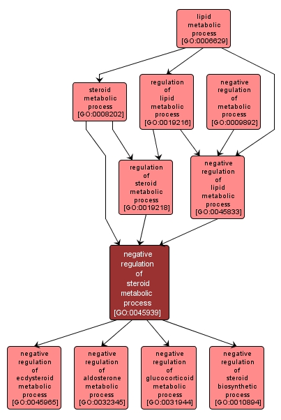 GO:0045939 - negative regulation of steroid metabolic process (interactive image map)