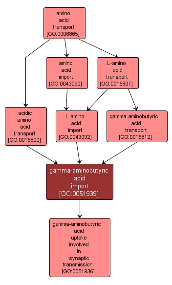 GO:0051939 - gamma-aminobutyric acid import (interactive image map)