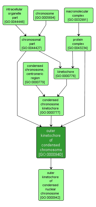 GO:0000940 - outer kinetochore of condensed chromosome (interactive image map)