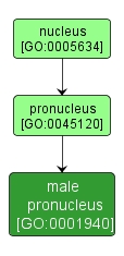 GO:0001940 - male pronucleus (interactive image map)