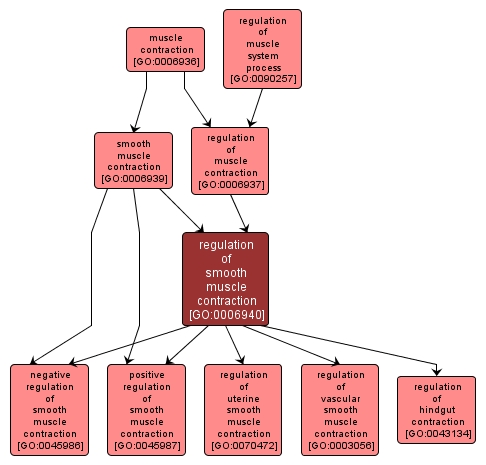 GO:0006940 - regulation of smooth muscle contraction (interactive image map)