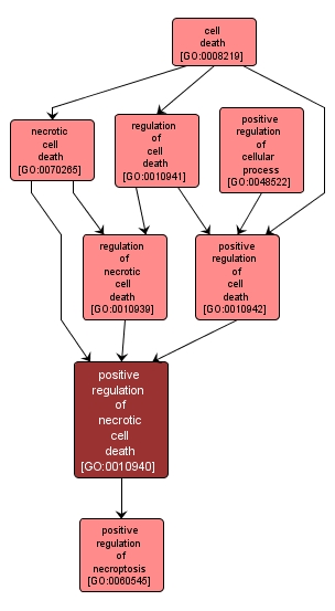 GO:0010940 - positive regulation of necrotic cell death (interactive image map)