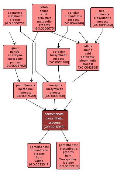 GO:0015940 - pantothenate biosynthetic process (interactive image map)