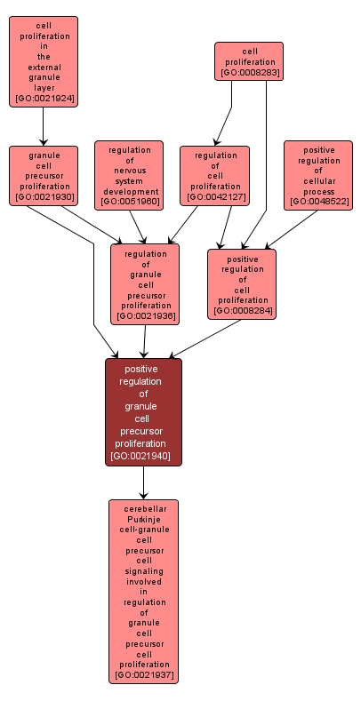 GO:0021940 - positive regulation of granule cell precursor proliferation (interactive image map)