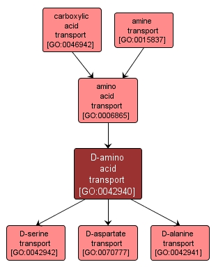 GO:0042940 - D-amino acid transport (interactive image map)