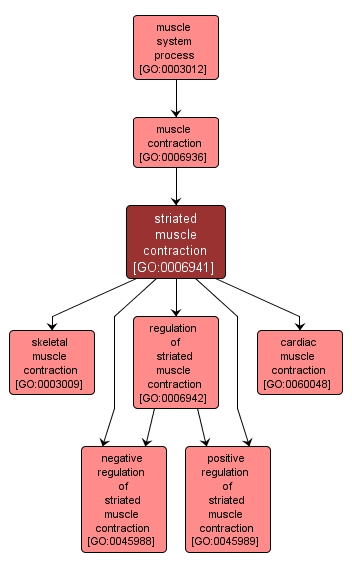 GO:0006941 - striated muscle contraction (interactive image map)