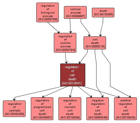 GO:0010941 - regulation of cell death (interactive image map)