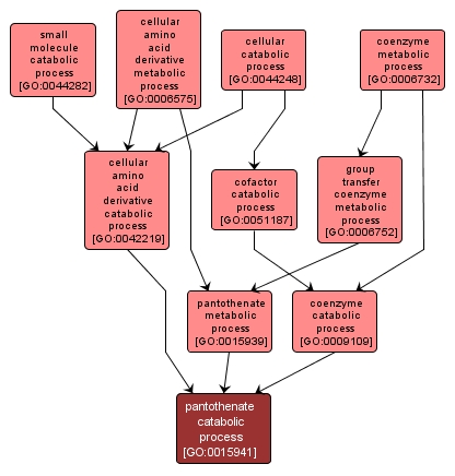 GO:0015941 - pantothenate catabolic process (interactive image map)